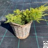 Juniperus x pfitzeriana 'King of Spring' - Pfitzeri kadakas 'King of Spring' C5/5L